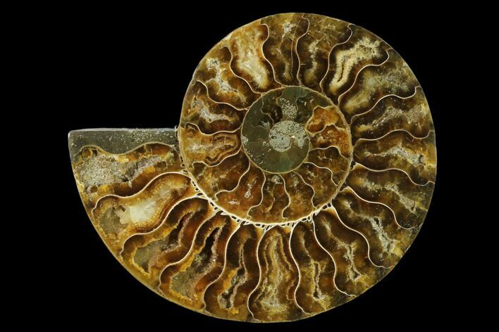 Agatized Ammonite Fossil (Half) - Madagascar #139689